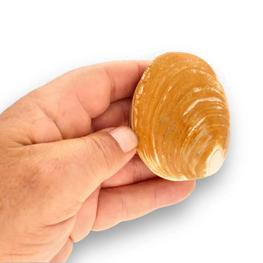 Get your Fossil Clam Shell – Jurassic Marine Bivalve from Madagascar online now or in store at Forever Gems in Franschhoek, South Africa