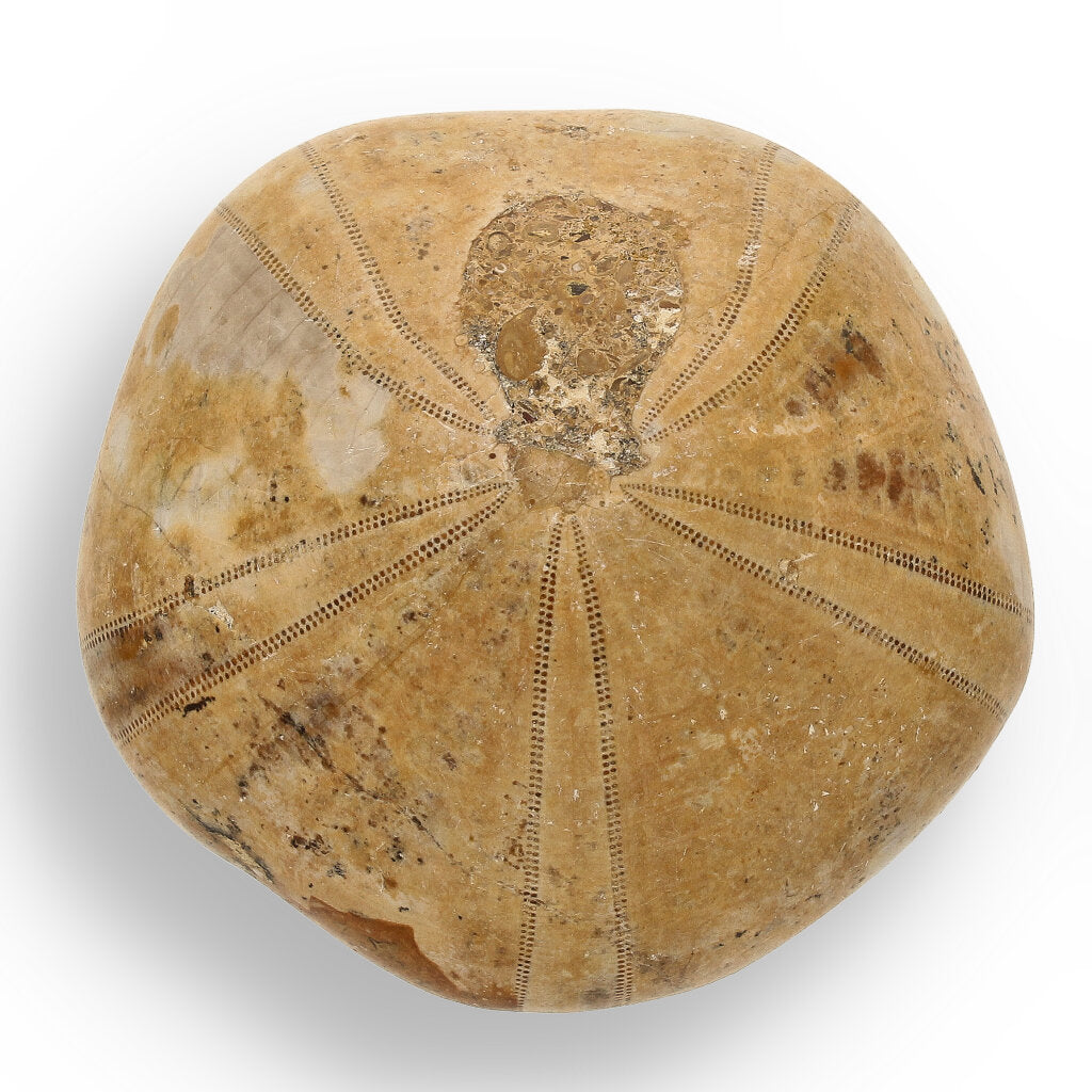 Get your Pansy Shell: Ocean’s Ancient Gift online now or in store at Forever Gems in Franschhoek, South Africa