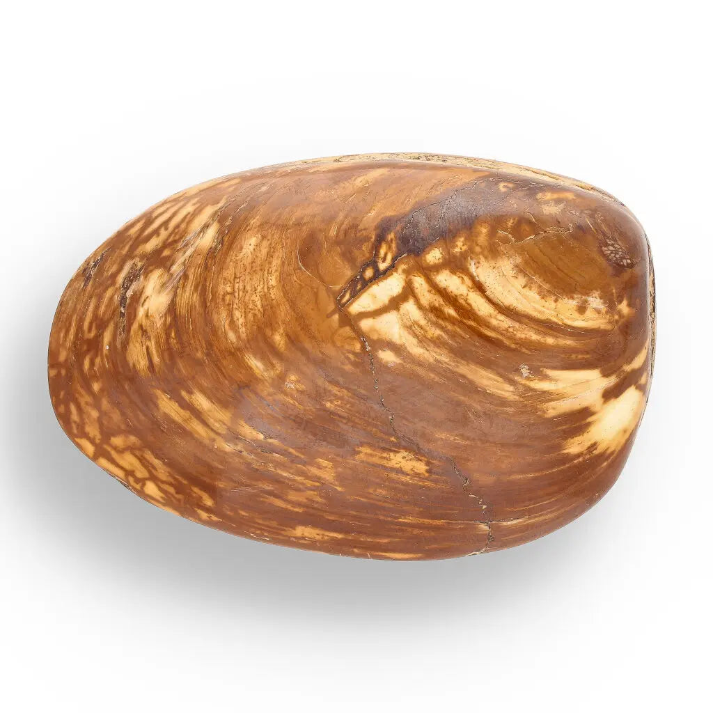 Get your Bivalve Fossil Clam Shell from Madagascar - Jurassic Period online now or in store at Forever Gems in Franschhoek, South Africa