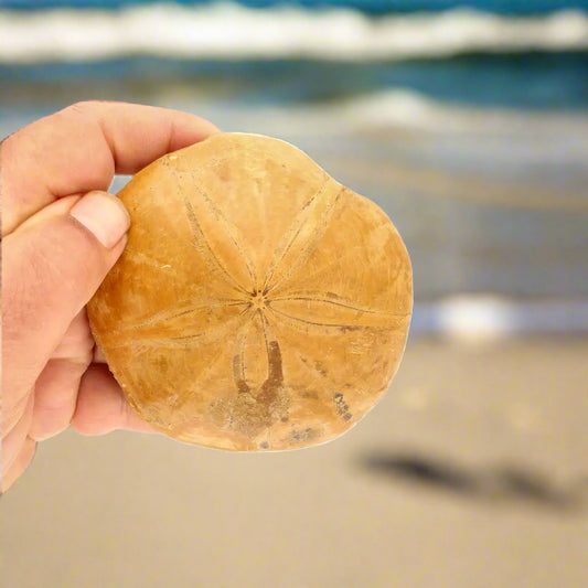 Get your Fossilized Sand Dollar from Madagascar online now or in store at Forever Gems in Franschhoek, South Africa