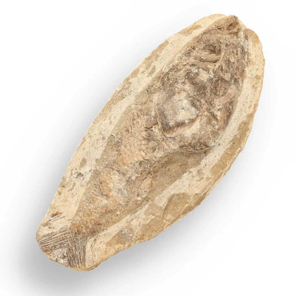Get your Brazilian Limestone Fish Fossil - Small Santana Formation Cretaceous Marine Collectible online now or in store at Forever Gems in Franschhoek, South Africa