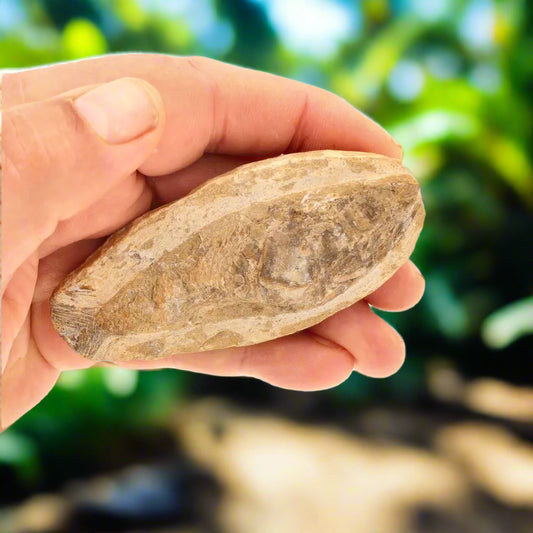 Get your Brazilian Limestone Fish Fossil - Small Santana Formation Cretaceous Marine Collectible online now or in store at Forever Gems in Franschhoek, South Africa