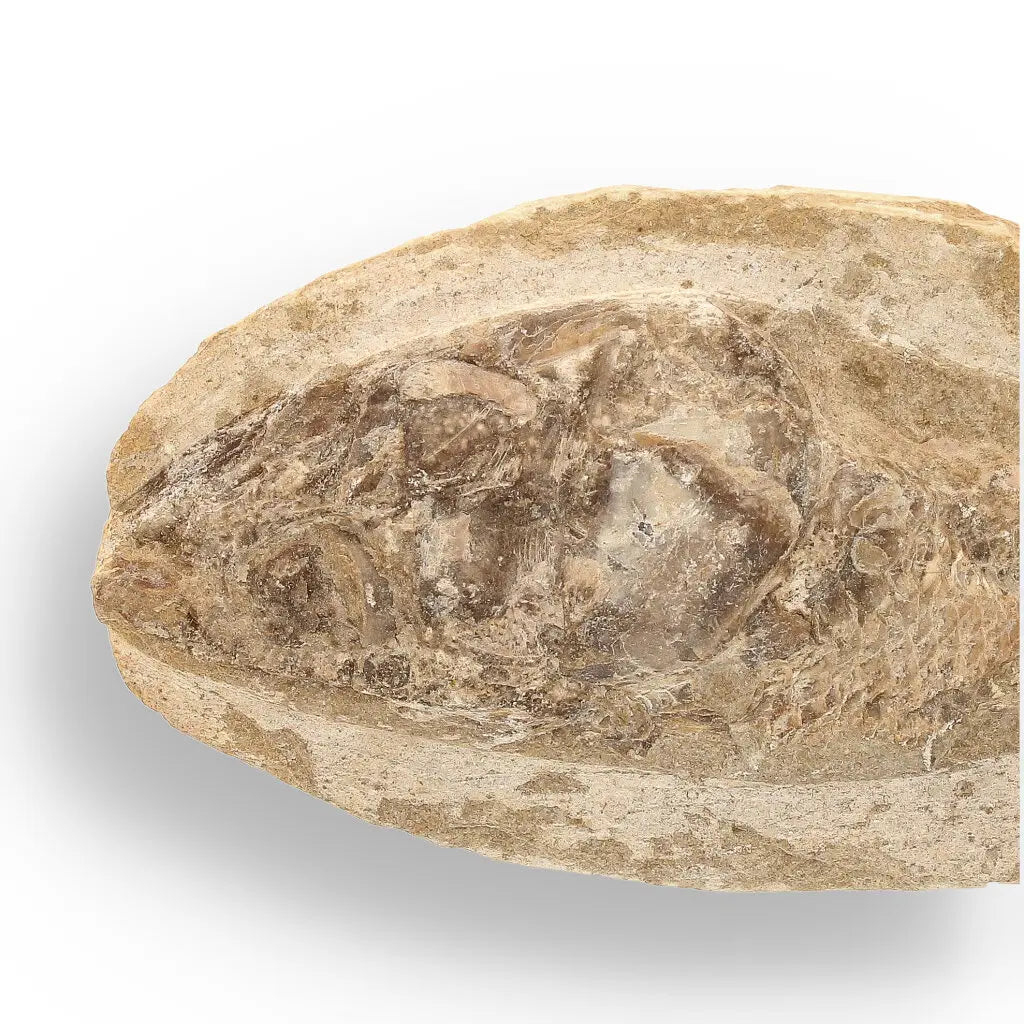Get your Brazilian Limestone Fish Fossil - Small Santana Formation Cretaceous Marine Collectible online now or in store at Forever Gems in Franschhoek, South Africa