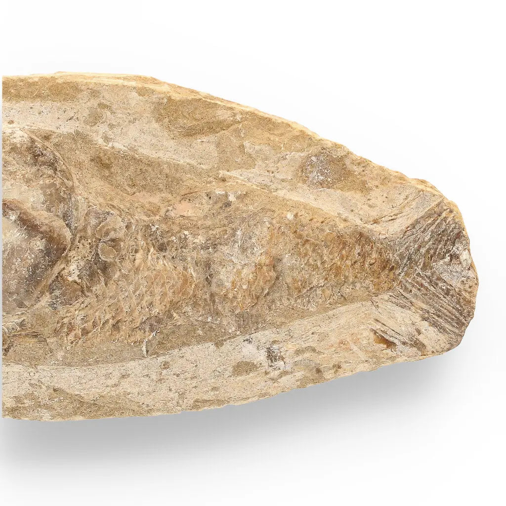 Get your Brazilian Limestone Fish Fossil - Small Santana Formation Cretaceous Marine Collectible online now or in store at Forever Gems in Franschhoek, South Africa