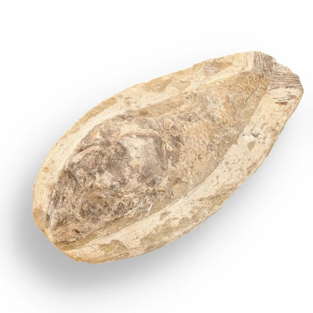 Get your Brazilian Limestone Fish Fossil - Small Santana Formation Cretaceous Marine Collectible online now or in store at Forever Gems in Franschhoek, South Africa