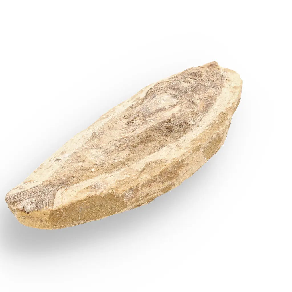 Get your Brazilian Limestone Fish Fossil - Small Santana Formation Cretaceous Marine Collectible online now or in store at Forever Gems in Franschhoek, South Africa