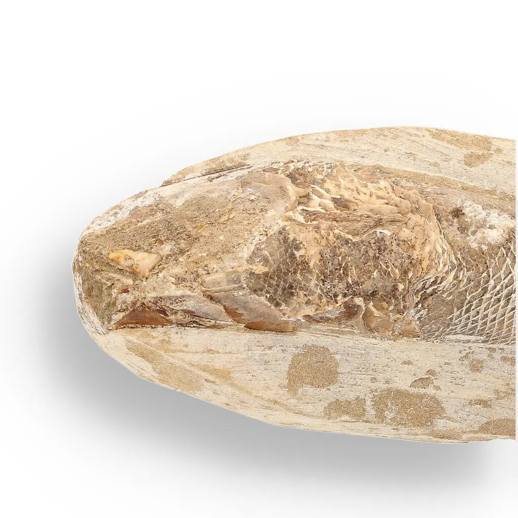 Get your Exceptional Santana Formation Fossil Fish - Pristine Cretaceous Period Aquatic Life Specimen online now or in store at Forever Gems in Franschhoek, South Africa