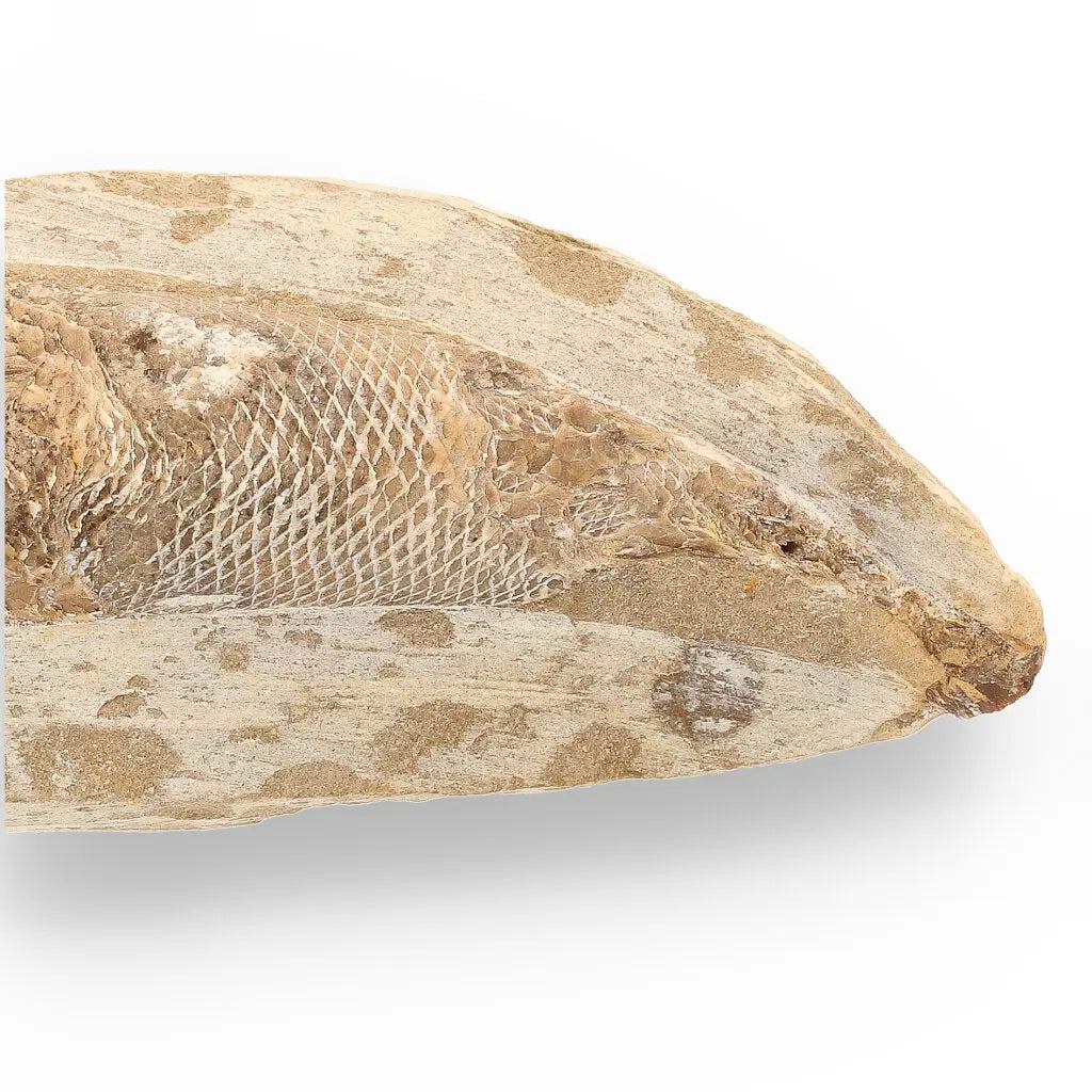 Get your Exceptional Santana Formation Fossil Fish - Pristine Cretaceous Period Aquatic Life Specimen online now or in store at Forever Gems in Franschhoek, South Africa