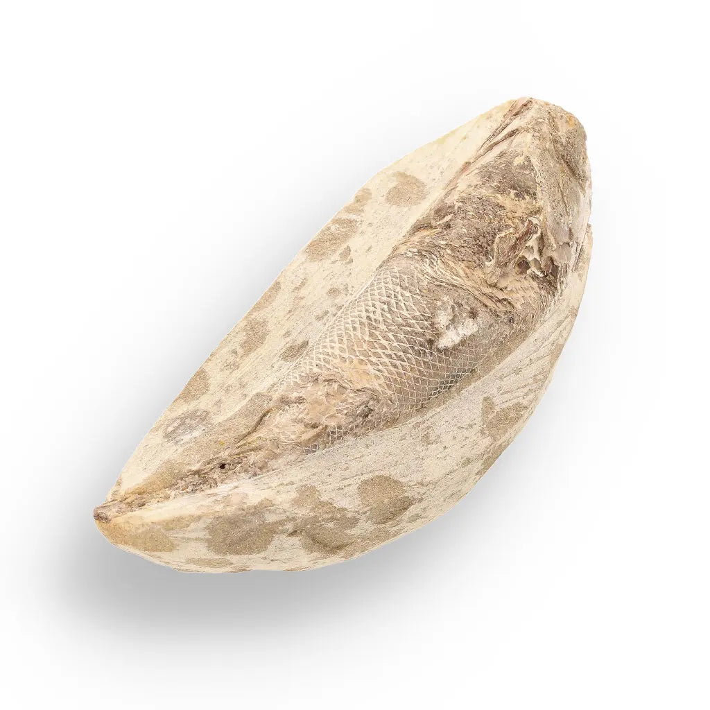 Get your Exceptional Santana Formation Fossil Fish - Pristine Cretaceous Period Aquatic Life Specimen online now or in store at Forever Gems in Franschhoek, South Africa