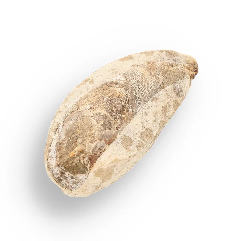 Get your Exceptional Santana Formation Fossil Fish - Pristine Cretaceous Period Aquatic Life Specimen online now or in store at Forever Gems in Franschhoek, South Africa