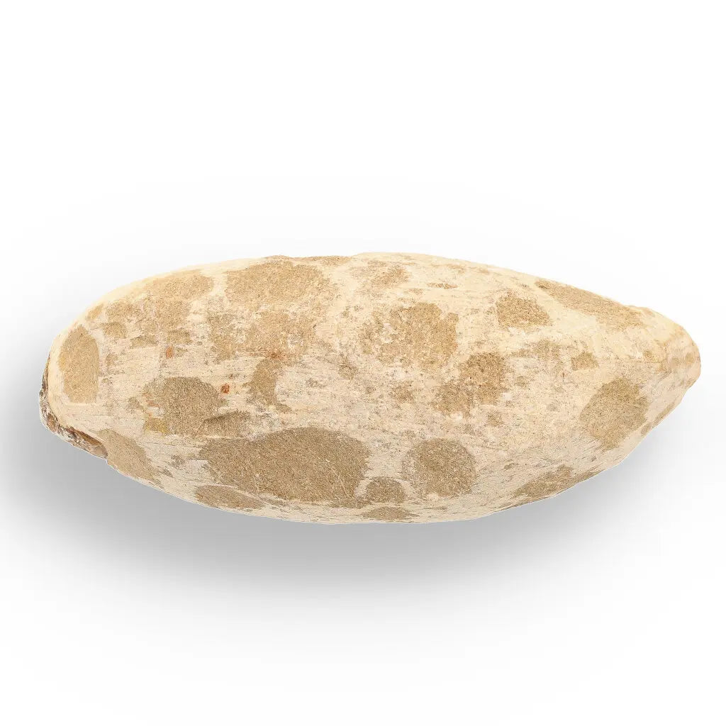 Get your Exceptional Santana Formation Fossil Fish - Pristine Cretaceous Period Aquatic Life Specimen online now or in store at Forever Gems in Franschhoek, South Africa