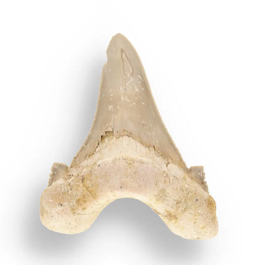 Get your Sokolovi (Auriculatus) Shark Tooth – Serrated Fossil from Dakhla online now or in store at Forever Gems in Franschhoek, South Africa