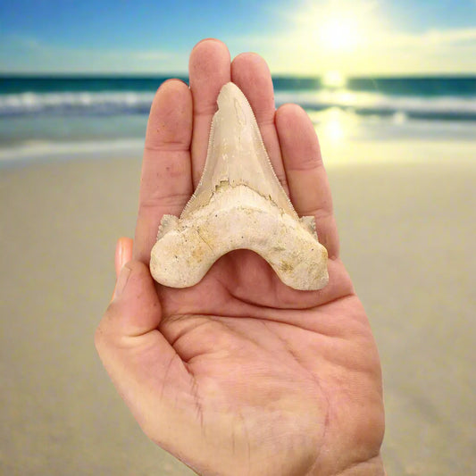 Get your Sokolovi (Auriculatus) Shark Tooth – Serrated Fossil from Dakhla online now or in store at Forever Gems in Franschhoek, South Africa