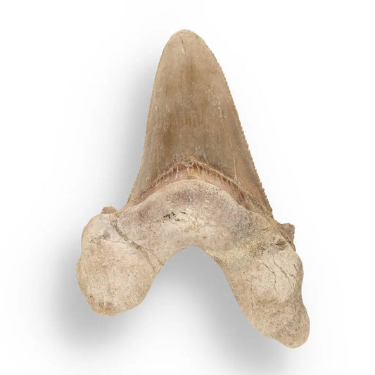 Get your Sokolovi (Auriculatus) Shark Tooth – Ancient Predator Relic online now or in store at Forever Gems in Franschhoek, South Africa