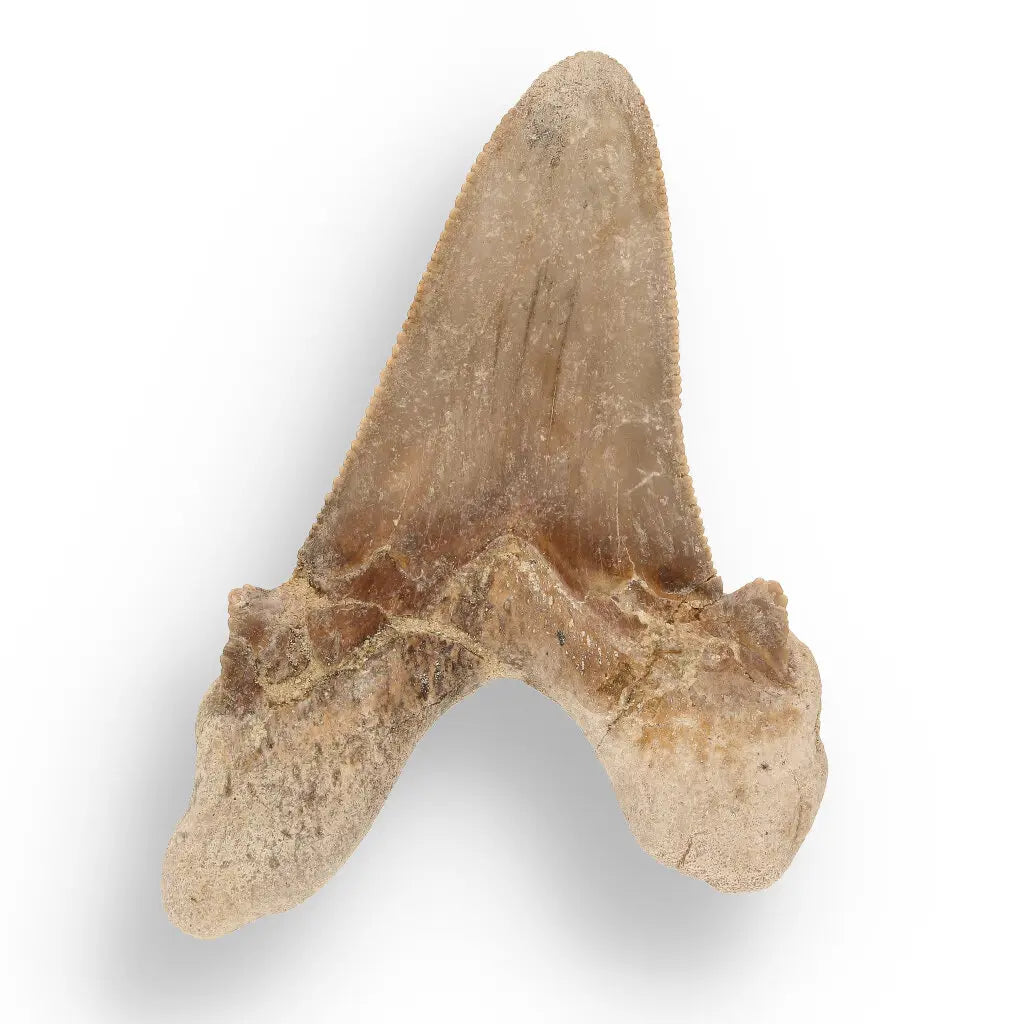Get your Sokolovi (Auriculatus) Shark Tooth – Ancient Predator Relic online now or in store at Forever Gems in Franschhoek, South Africa