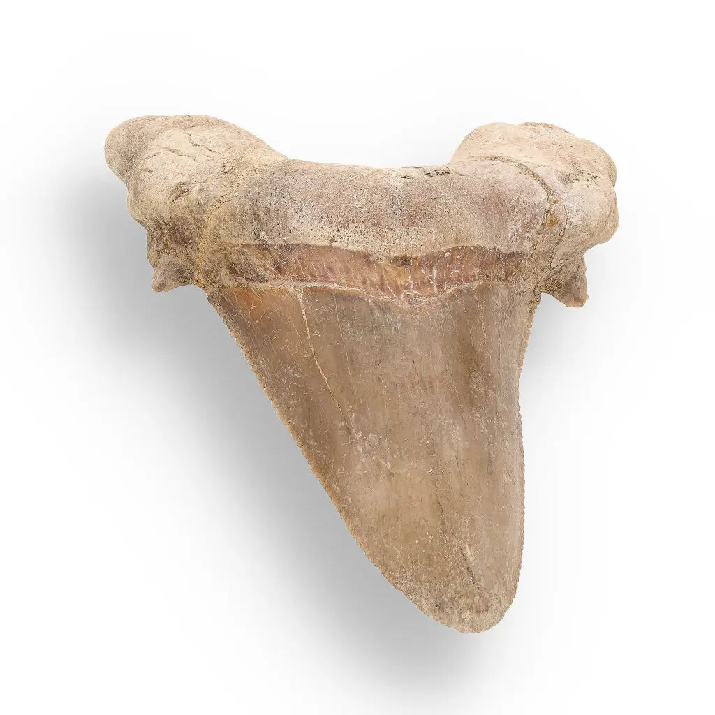 Get your Sokolovi (Auriculatus) Shark Tooth – Ancient Predator Relic online now or in store at Forever Gems in Franschhoek, South Africa