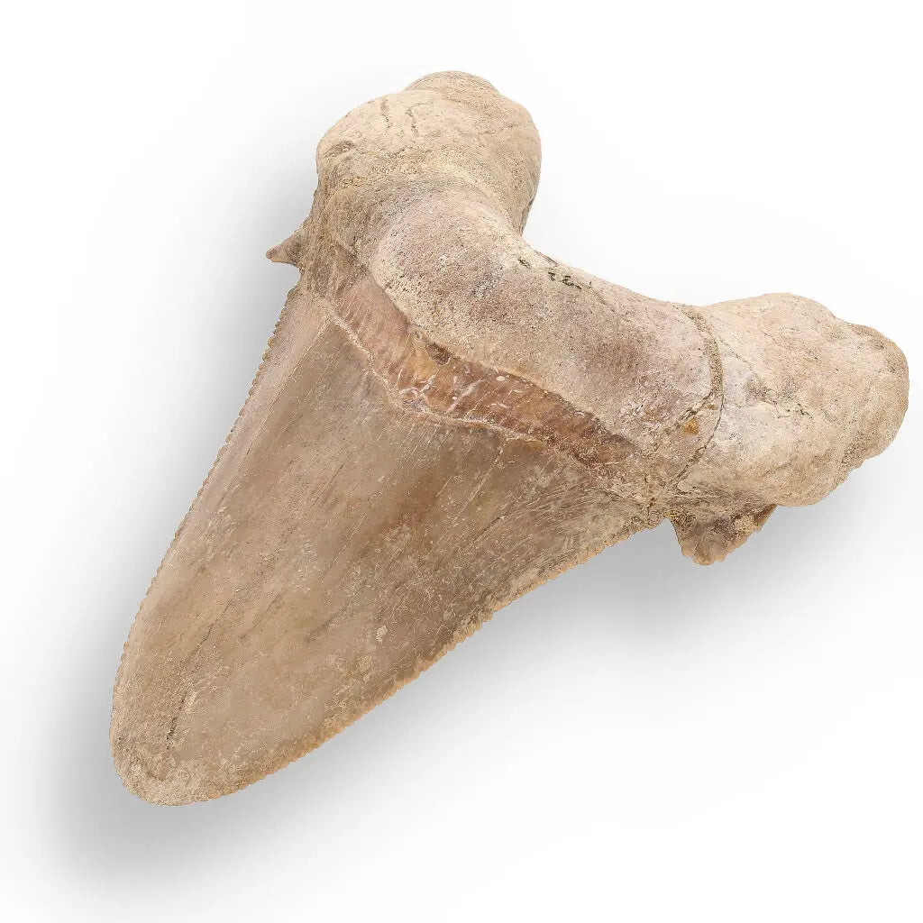 Get your Sokolovi (Auriculatus) Shark Tooth – Ancient Predator Relic online now or in store at Forever Gems in Franschhoek, South Africa