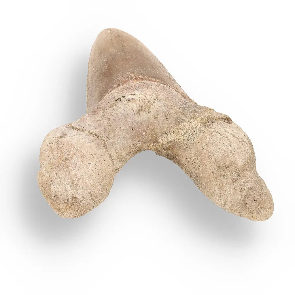 Get your Sokolovi (Auriculatus) Shark Tooth – Ancient Predator Relic online now or in store at Forever Gems in Franschhoek, South Africa