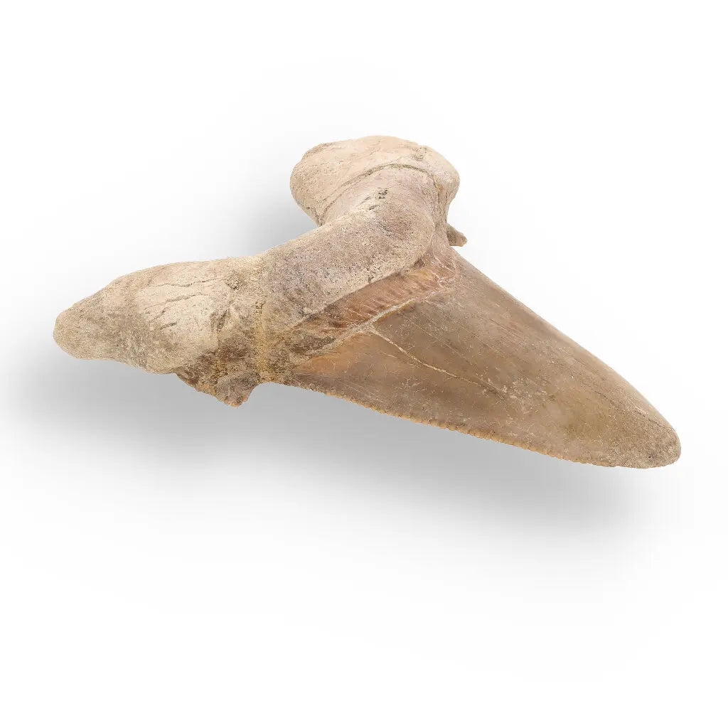 Get your Sokolovi (Auriculatus) Shark Tooth – Ancient Predator Relic online now or in store at Forever Gems in Franschhoek, South Africa