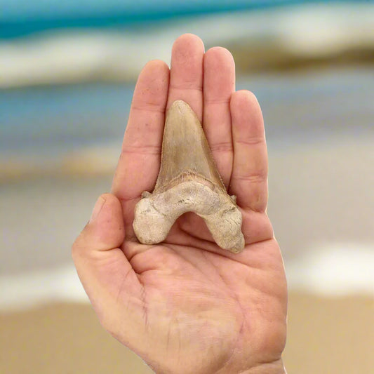 Get your Sokolovi (Auriculatus) Shark Tooth – Ancient Predator Relic online now or in store at Forever Gems in Franschhoek, South Africa