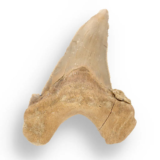 Get your Sokolovi (Auriculatus) Shark Tooth – Collector’s Fossil Treasure online now or in store at Forever Gems in Franschhoek, South Africa