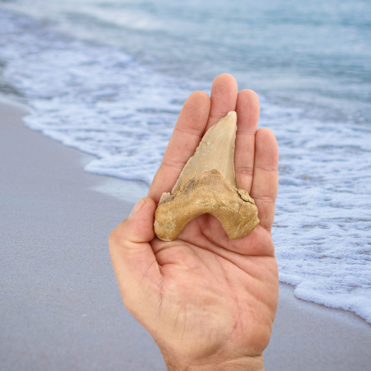 Get your Sokolovi (Auriculatus) Shark Tooth – Collector’s Fossil Treasure online now or in store at Forever Gems in Franschhoek, South Africa