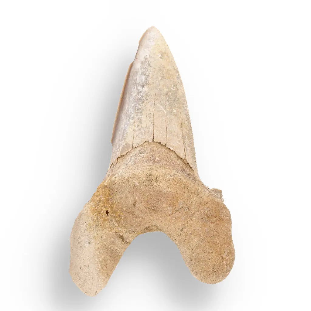 Get your Sokolovi (Auriculatus) Shark Tooth – Rare Moroccan Fossil Find online now or in store at Forever Gems in Franschhoek, South Africa