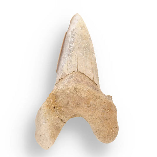 Get your Sokolovi (Auriculatus) Shark Tooth – Rare Moroccan Fossil Find online now or in store at Forever Gems in Franschhoek, South Africa