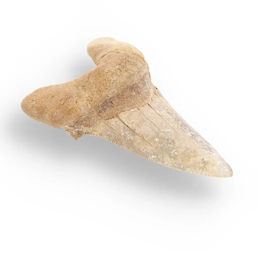 Get your Sokolovi (Auriculatus) Shark Tooth – Rare Moroccan Fossil Find online now or in store at Forever Gems in Franschhoek, South Africa