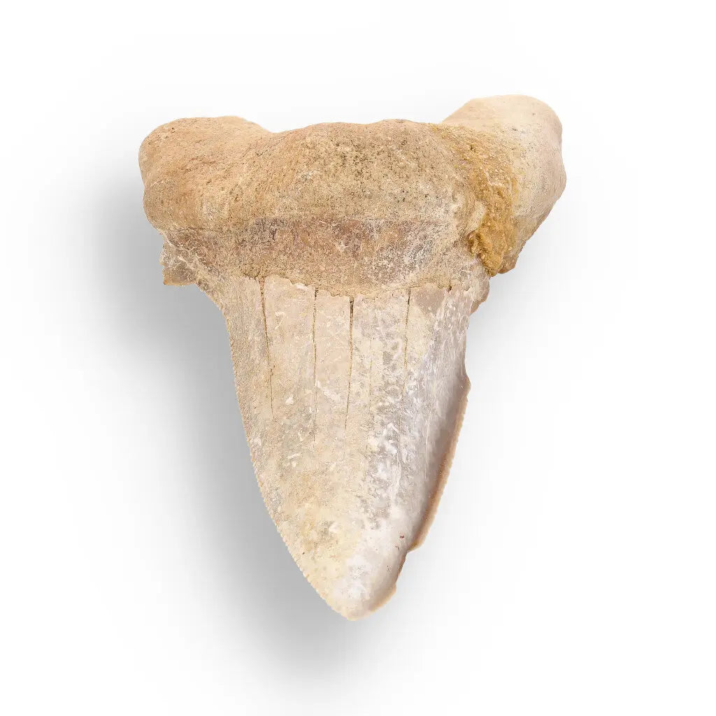 Get your Sokolovi (Auriculatus) Shark Tooth – Rare Moroccan Fossil Find online now or in store at Forever Gems in Franschhoek, South Africa