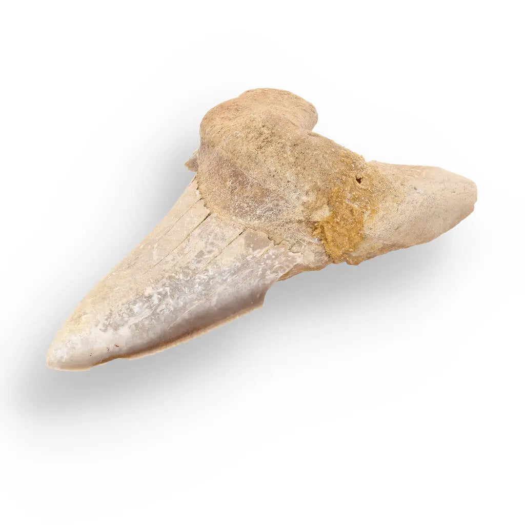 Get your Sokolovi (Auriculatus) Shark Tooth – Rare Moroccan Fossil Find online now or in store at Forever Gems in Franschhoek, South Africa