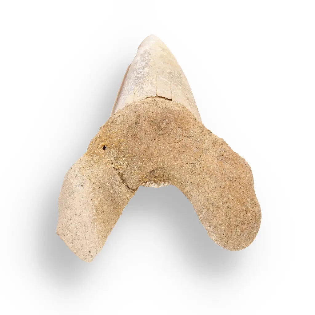 Get your Sokolovi (Auriculatus) Shark Tooth – Rare Moroccan Fossil Find online now or in store at Forever Gems in Franschhoek, South Africa