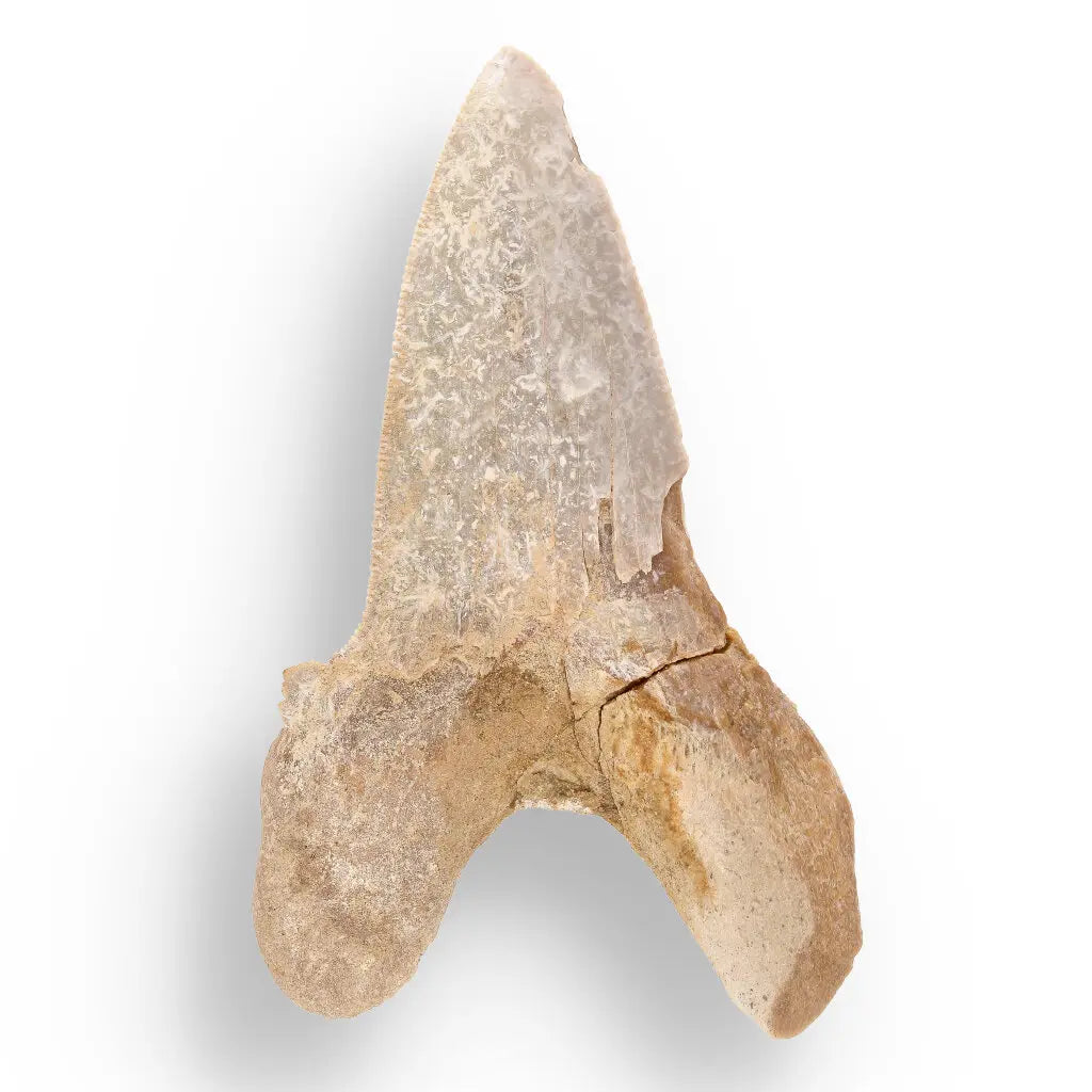 Get your Sokolovi (Auriculatus) Shark Tooth – Rare Moroccan Fossil Find online now or in store at Forever Gems in Franschhoek, South Africa