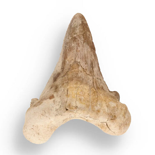 Get your Sokolovi (Auriculatus) Shark Tooth – Jurassic-Era Gift for Collectors online now or in store at Forever Gems in Franschhoek, South Africa