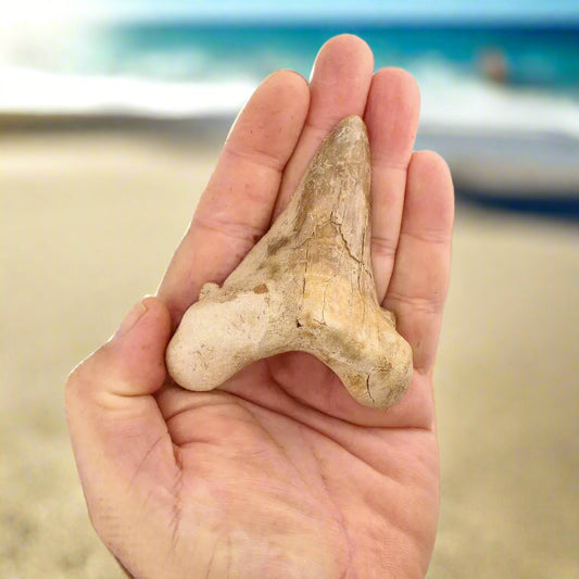Get your Sokolovi (Auriculatus) Shark Tooth – Jurassic-Era Gift for Collectors online now or in store at Forever Gems in Franschhoek, South Africa