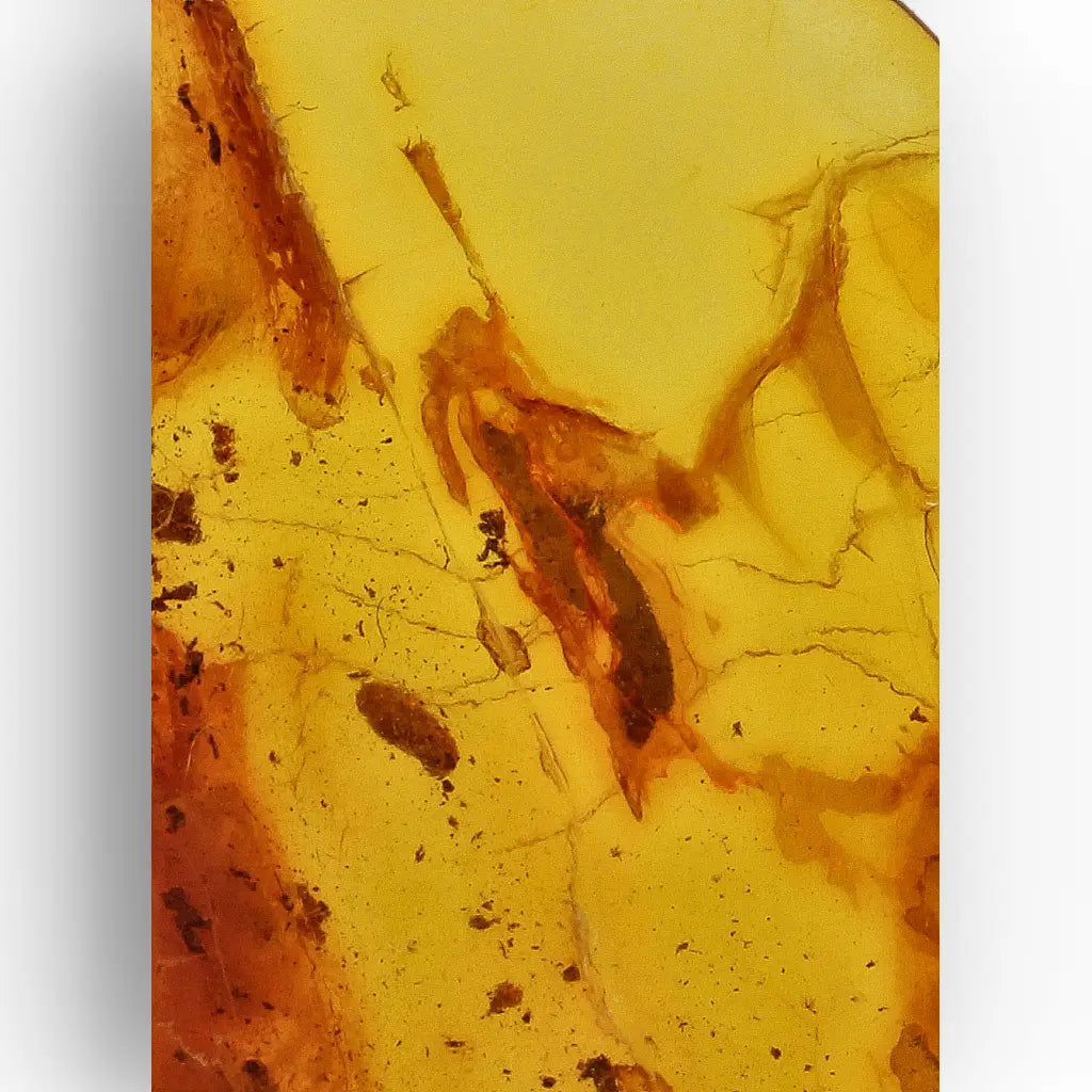 Get your Baltic Amber with Insect Inclusion – Genuine Prehistoric Fossil Specimen online now or in store at Forever Gems in Franschhoek, South Africa