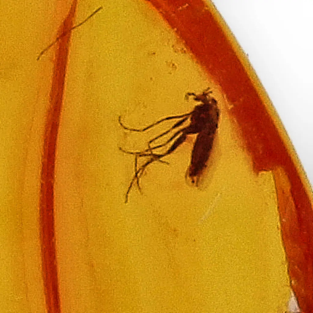 Get your Genuine Baltic Amber Fossil with Visible Insect Inclusion online now or in store at Forever Gems in Franschhoek, South Africa