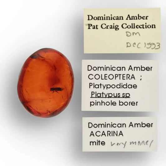Get your Dominican Amber with Insect Inclusion Natural Fossil online now or in store at Forever Gems in Franschhoek, South Africa