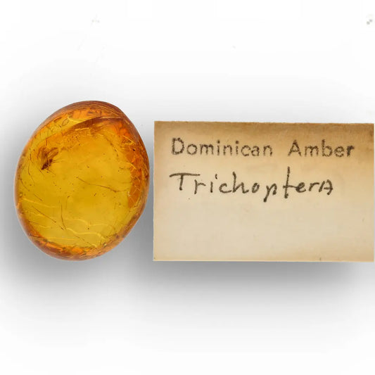 Get your Collector Dominican Amber Insect Inclusion Specimen online now or in store at Forever Gems in Franschhoek, South Africa