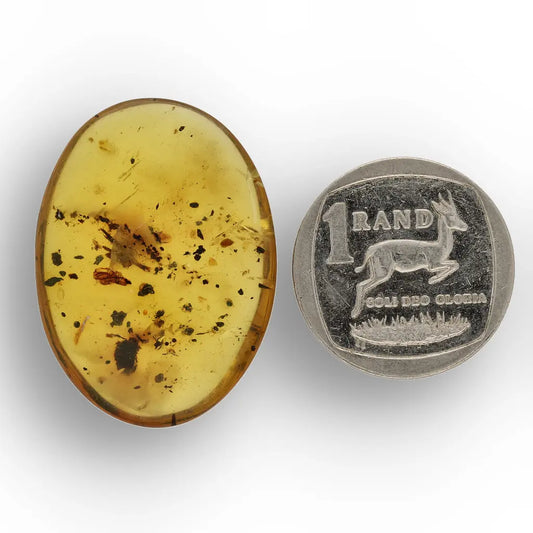 Get your Burmese Amber with Trapped Insect – Genuine Prehistoric Fossil online now or in store at Forever Gems in Franschhoek, South Africa