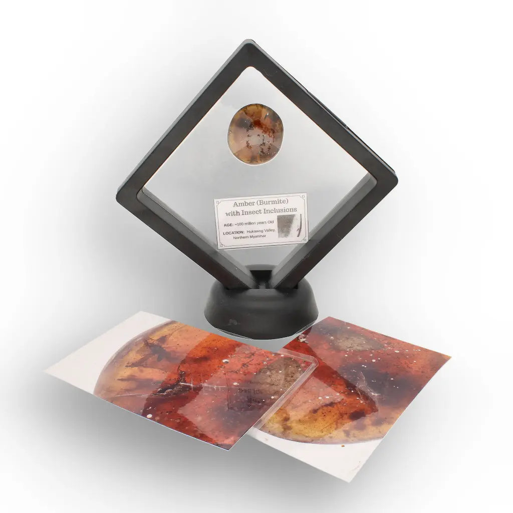 Get your Myanmar Amber Burmite with Prehistoric Insect Inclusions online now or in store at Forever Gems in Franschhoek, South Africa