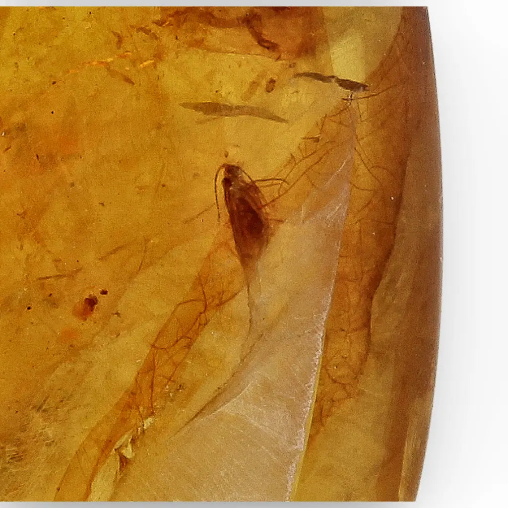 Ancient Myanmar Amber with Exceptional Insect Inclusions
