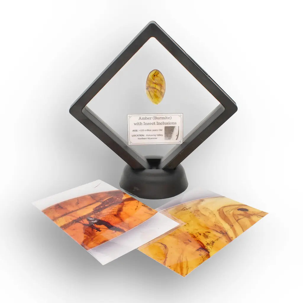 Get your Authentic Myanmar Burma Amber with Insect Inclusions online now or in store at Forever Gems in Franschhoek, South Africa