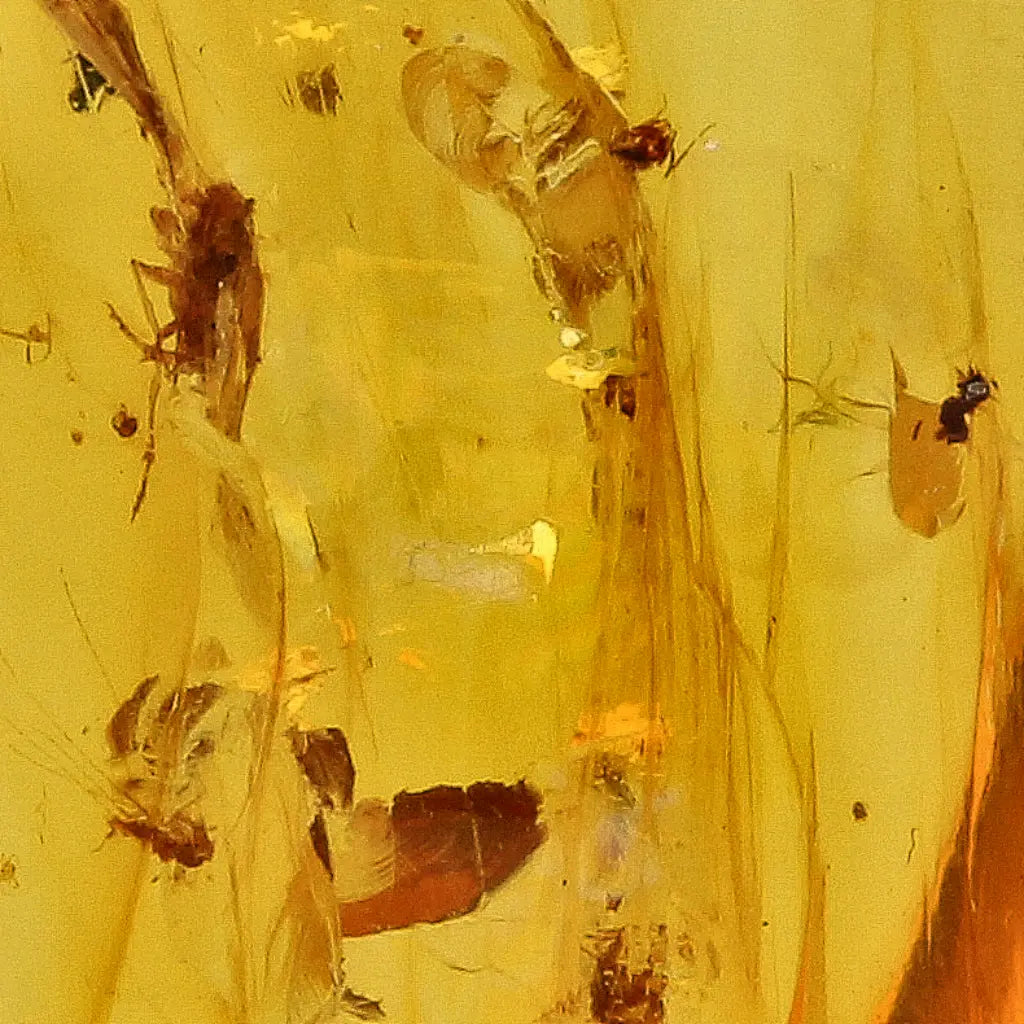 Cretaceous Myanmar Amber Preserving Multiple Insects