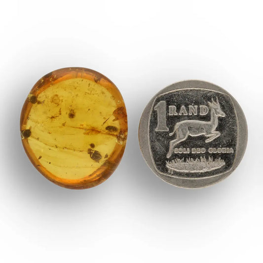 Get your Burmese Amber Insect Inclusion – Real Fossilised Amber online now or in store at Forever Gems in Franschhoek, South Africa