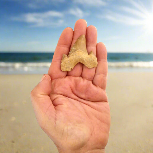 Get your Otodus Obliquus - 65 Million Year Old Shark Tooth Fossil Specimen online now or in store at Forever Gems in Franschhoek, South Africa