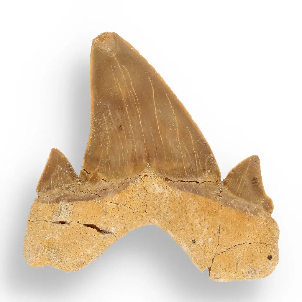 Get your Otodus Obliquus - 65 Million Year Old Shark Tooth Fossil Specimen online now or in store at Forever Gems in Franschhoek, South Africa