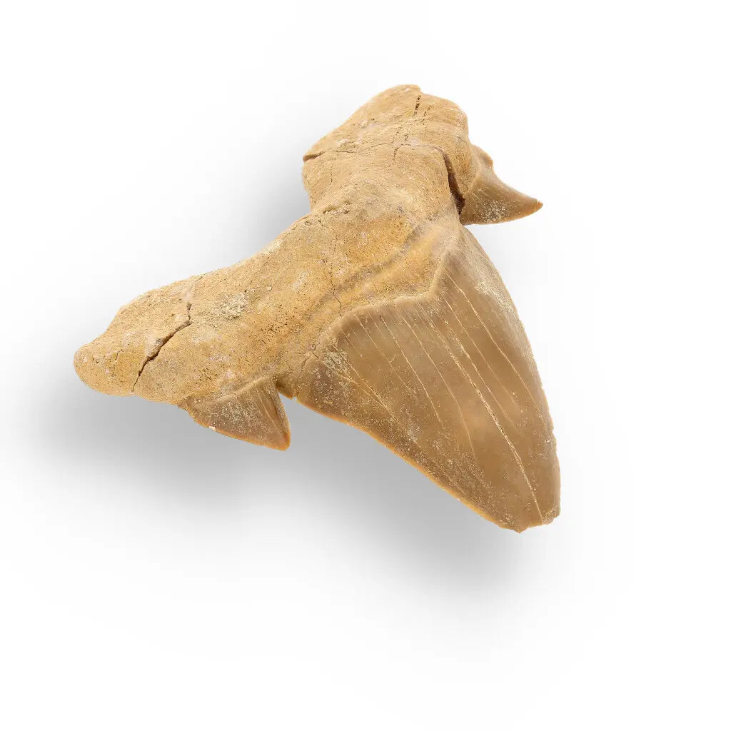 Get your Otodus Obliquus - 65 Million Year Old Shark Tooth Fossil Specimen online now or in store at Forever Gems in Franschhoek, South Africa