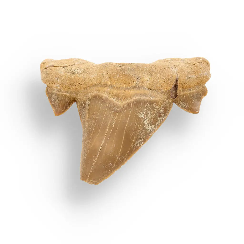 Get your Otodus Obliquus - 65 Million Year Old Shark Tooth Fossil Specimen online now or in store at Forever Gems in Franschhoek, South Africa