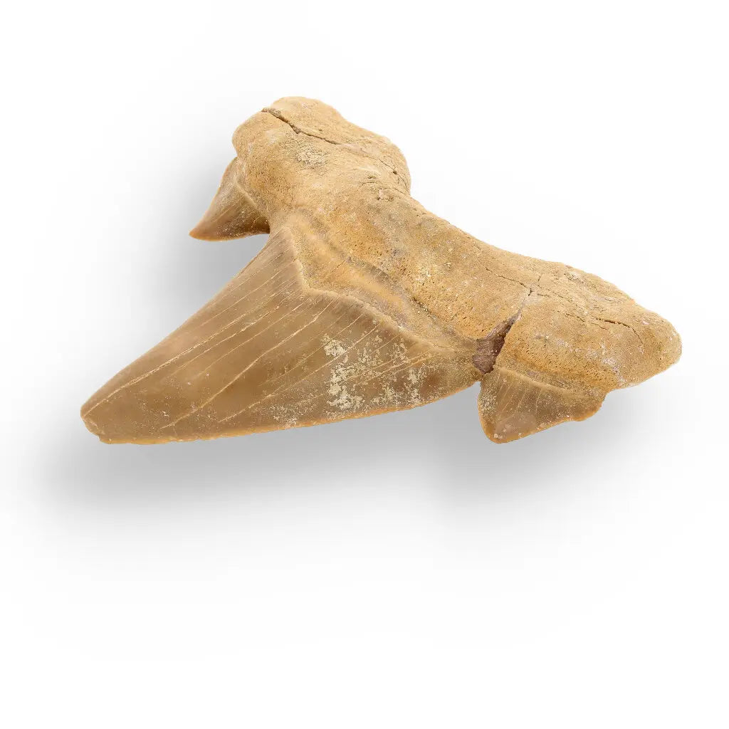 Get your Otodus Obliquus - 65 Million Year Old Shark Tooth Fossil Specimen online now or in store at Forever Gems in Franschhoek, South Africa